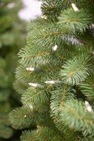 National Tree Company Bayberry - Kunstkerstboom -  228 cm - Leds - mix PE en PVC